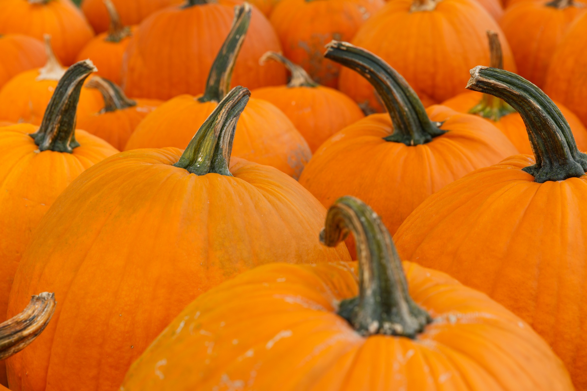 Žemdirbystė,  Ruduo,  Fonas,  Spalvinga,  Kritimas,  Ūkis,  Maistas,  Šviežias,  Halloween,  Derlius