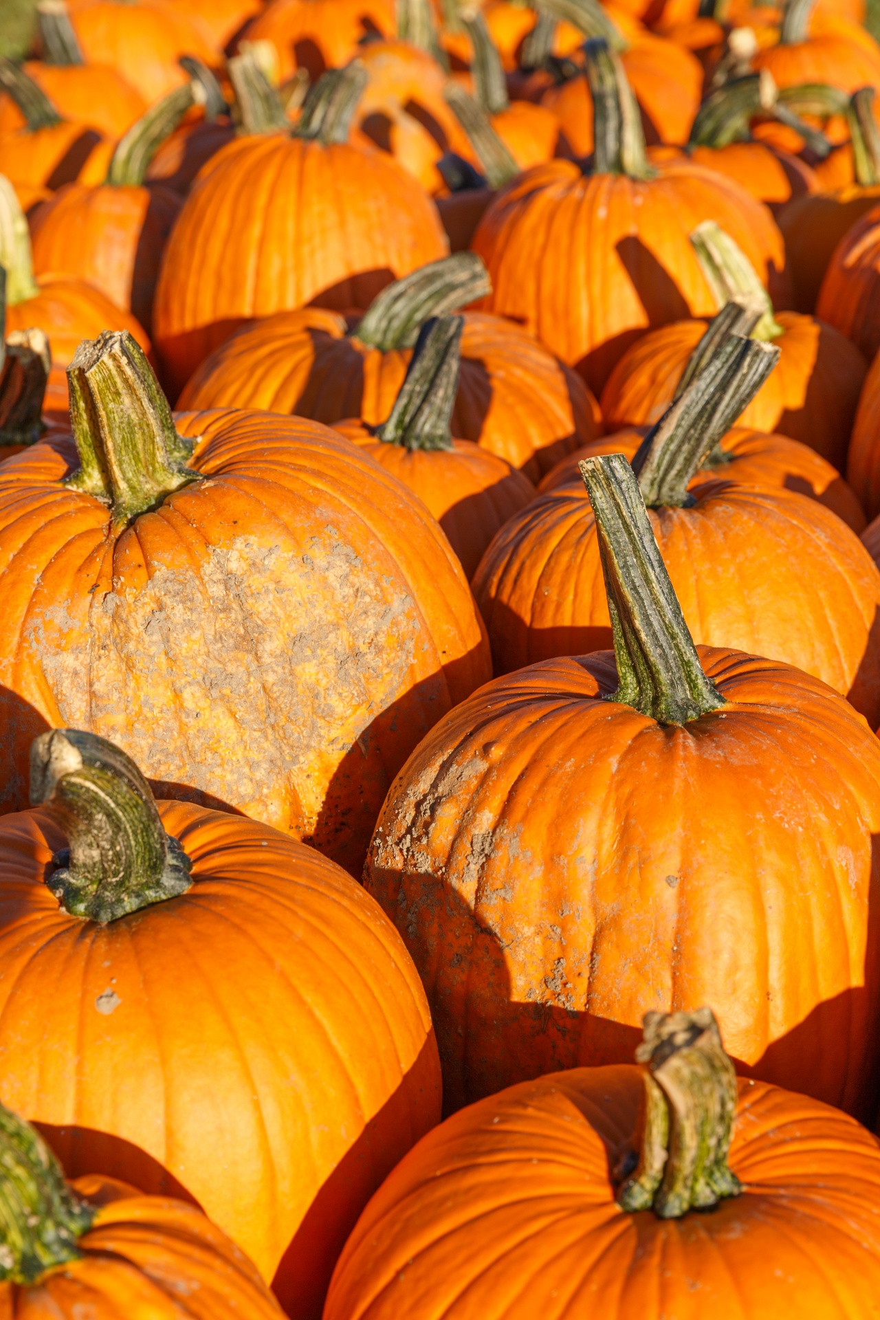 Žemdirbystė,  Ruduo,  Fonas,  Spalvinga,  Kritimas,  Ūkis,  Maistas,  Šviežias,  Halloween,  Derlius