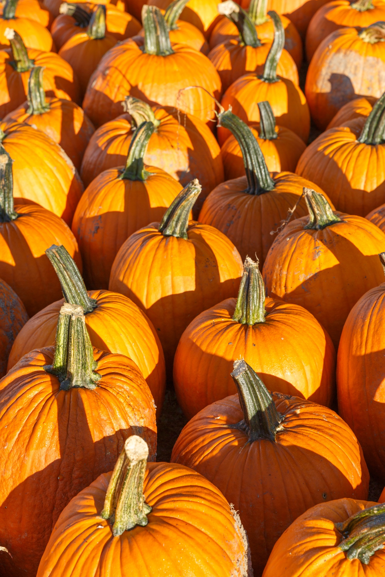 Žemdirbystė,  Ruduo,  Fonas,  Spalvinga,  Kritimas,  Ūkis,  Maistas,  Šviežias,  Halloween,  Derlius