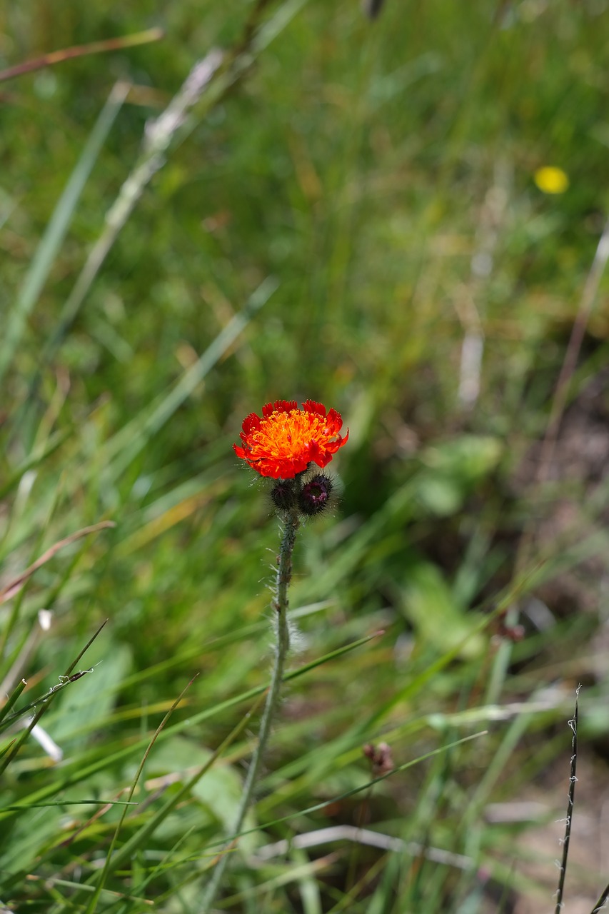 Oranžinė Raudona Valkata, Gėlė, Žiedas, Žydėti, Oranžinė, Raudona, Violetinė, Hieracium Aurantiacum L, Hieracium Brunneocroceum Pugsley, Pilosella Aurantiaca