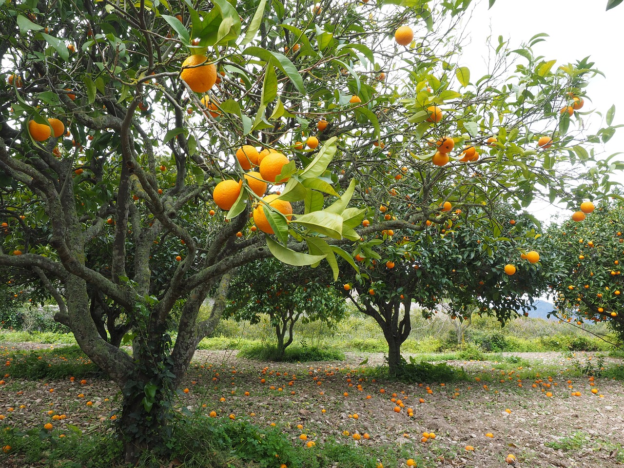 Oranžinis Medis, Apelsinų Giraites, Plantacija, Vaisių Sodas, Oranžinė, Vaisiai, Citrusinis Vaisius, Medis, Periwinkle, Citrusiniai