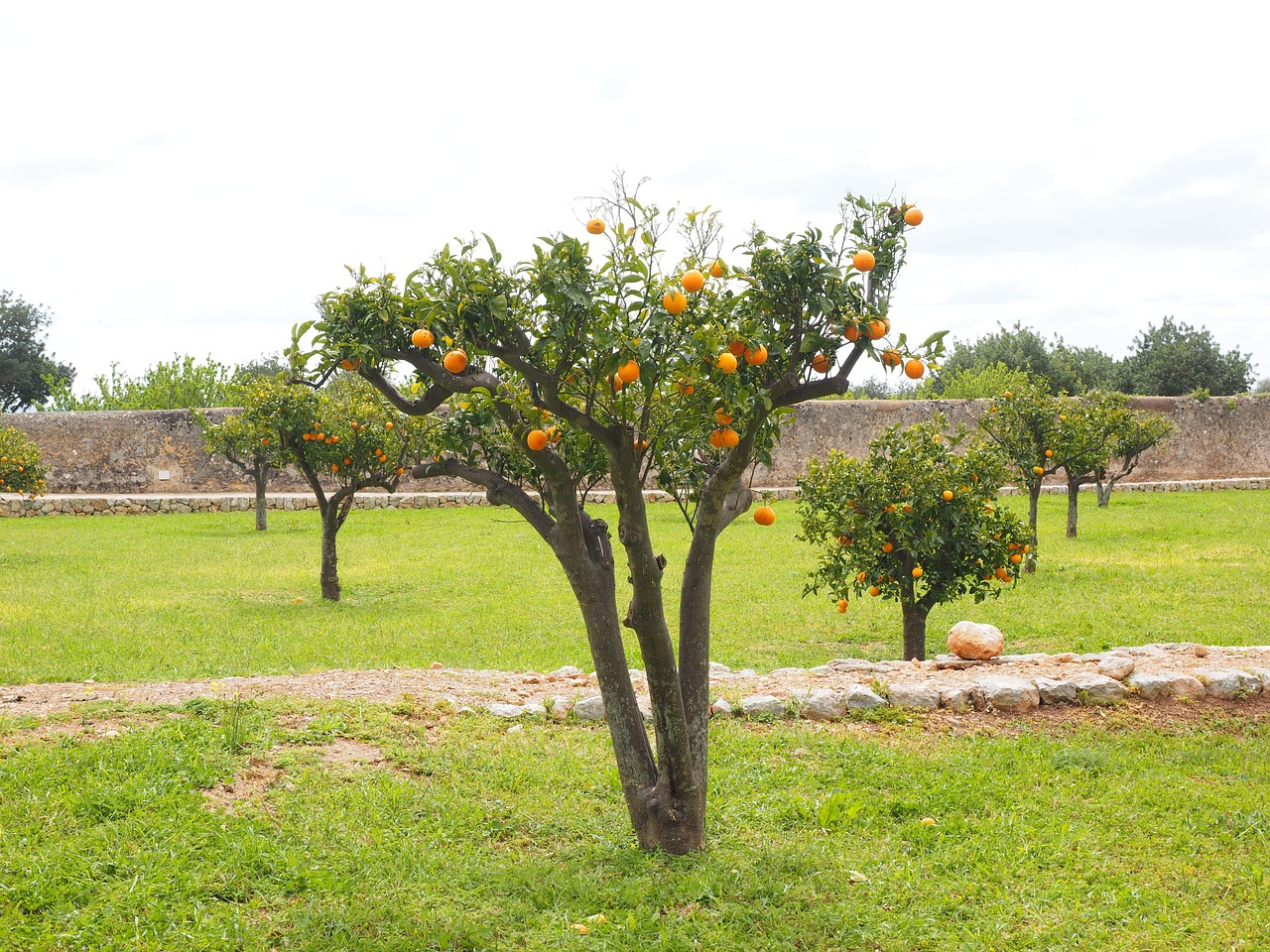 Oranžinis Medis, Apelsinų Giraites, Plantacija, Oranžinės Veislės, Medis, Mažas, Bäumchen, Nemokamos Nuotraukos,  Nemokama Licenzija
