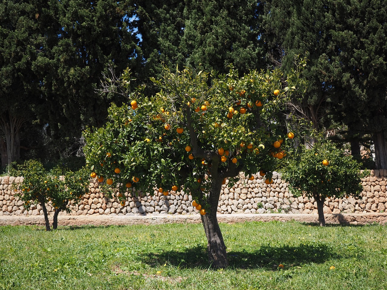 Oranžinis Medis, Apelsinų Giraites, Plantacija, Orangengargen, Oranžinė Baumgarten, Apelsinai, Žurnalas, Gentis, Apelsinų Medžio Kamieno, Vaisiai