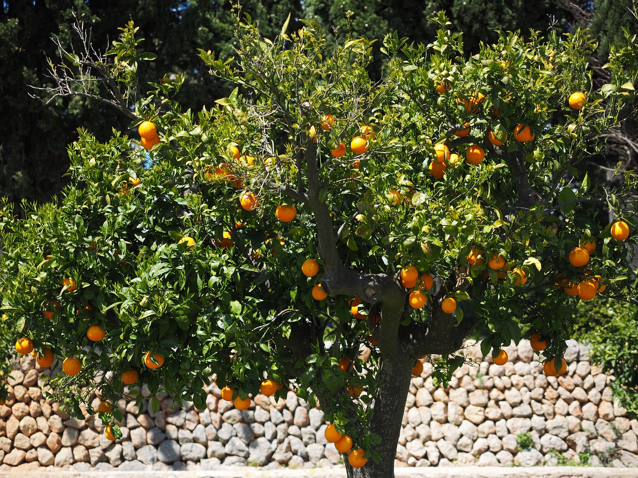 Oranžinis Medis, Apelsinų Giraites, Plantacija, Orangengargen, Oranžinė Baumgarten, Apelsinai, Žurnalas, Gentis, Apelsinų Medžio Kamieno, Vaisiai