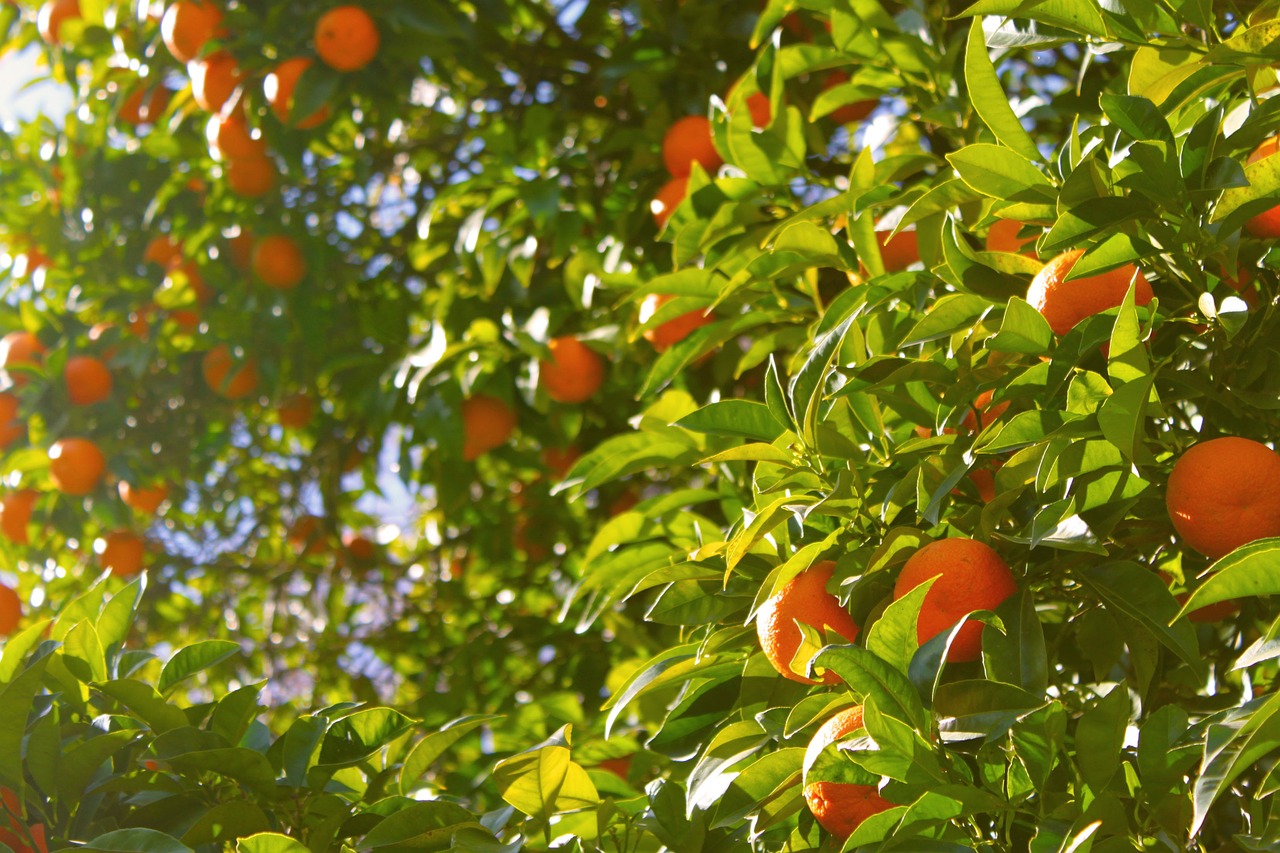 Oranžinis Medis, Apelsinai, Medis, Vaisiai, Citrusiniai, Maistas, Derlius, Žalias, Sultys, Sveikas