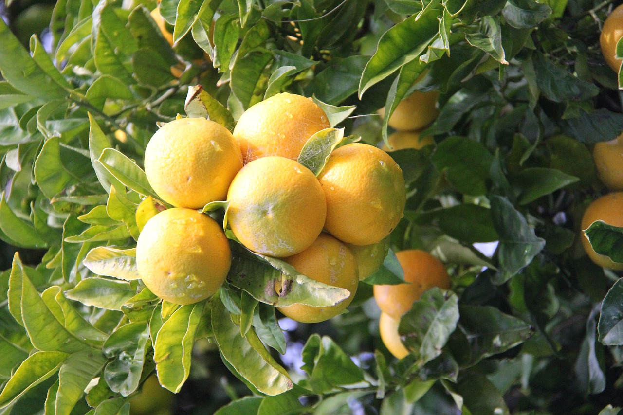 Oranžinis Medis, Blenheimas, Naujoji Zelandija, Ūkis, Vaisių Sodas, Prinokę, Oranžinė, Kaimas, Ūkininkavimas, Vaisiai