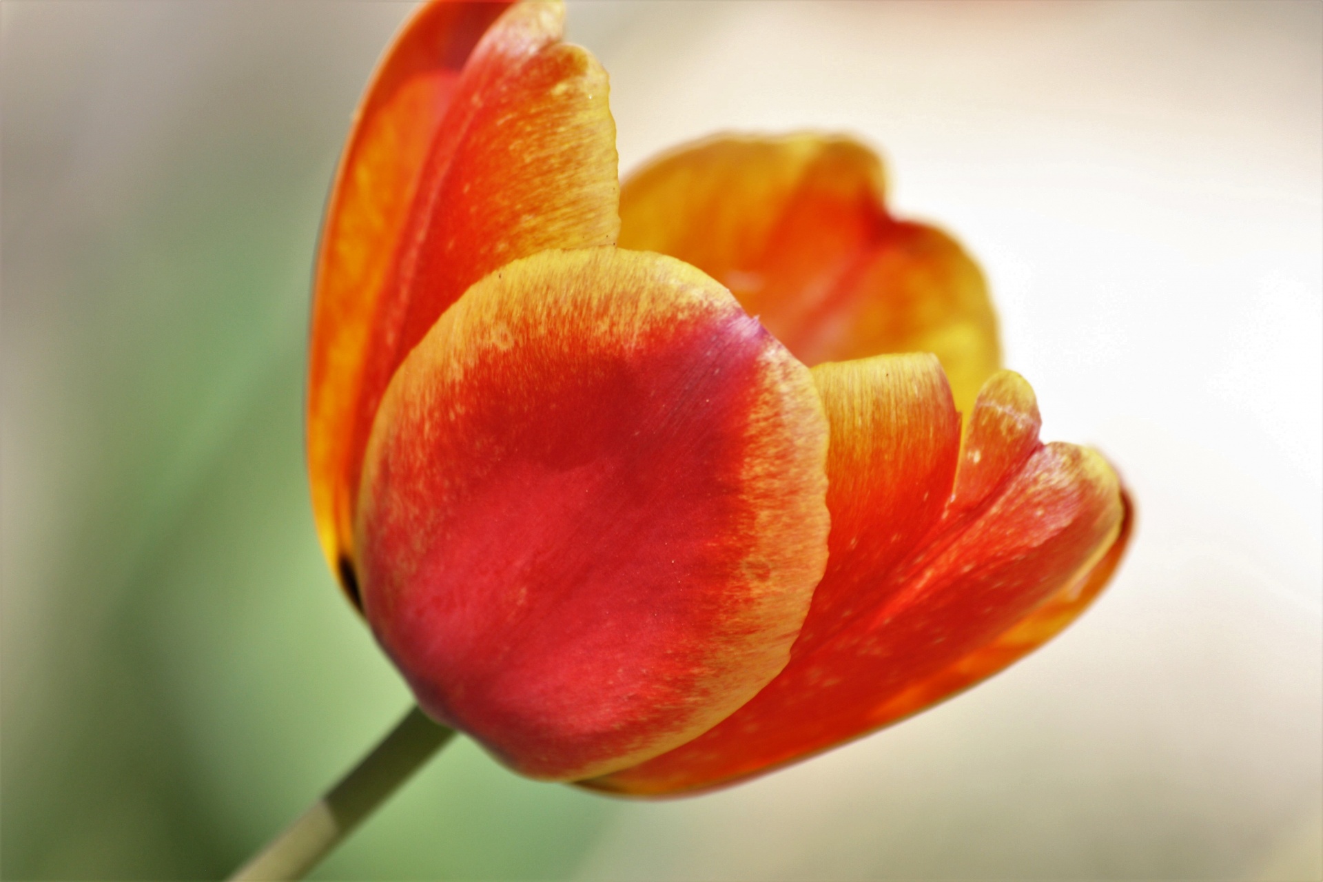 Gamta,  Augalai,  Gėlės,  Flora,  Pavasaris & Nbsp,  Gėlė,  Lemputė,  Tulpės,  Oranžinė & Tulip,  Vienas & Nbsp