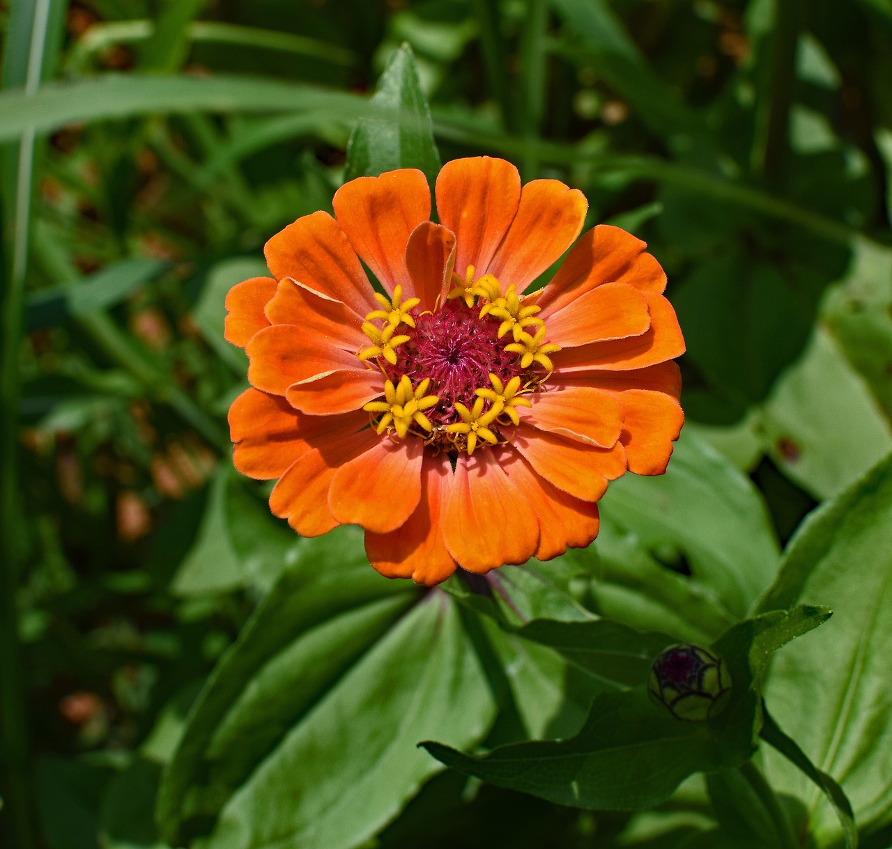 Oranžinė Zinnia, Gėlė, Žiedas, Žydėti, Augalas, Sodas, Gamta, Spalvinga, Oranžinė, Geltona