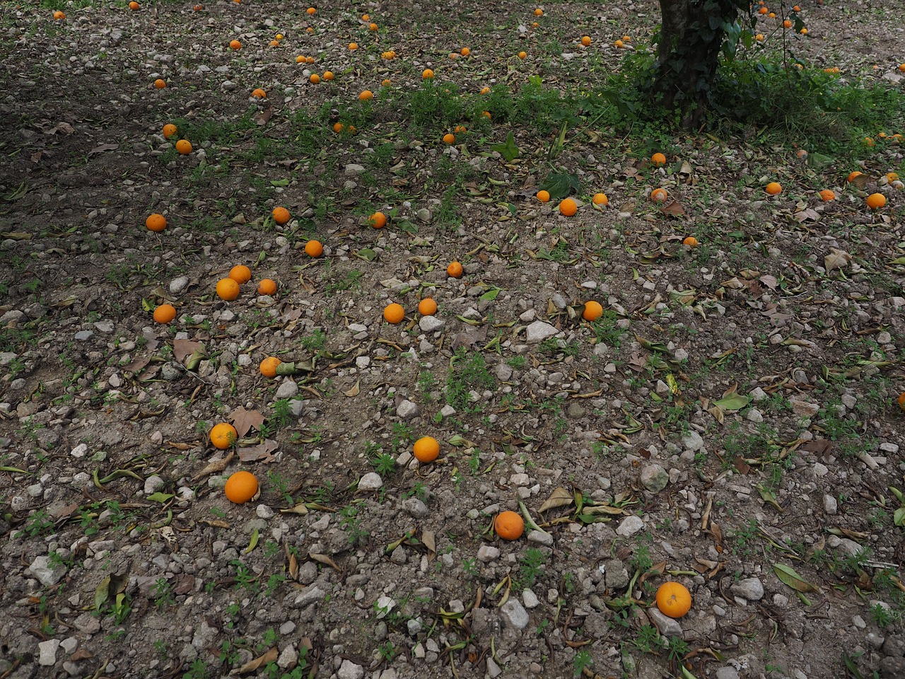 Apelsinai, Apelsinų Derlius, Vaisiai, Prinokę, Netikėtas, Oranžinė, Citrusinis Vaisius, Sveikas, Vitaminai, Skanus