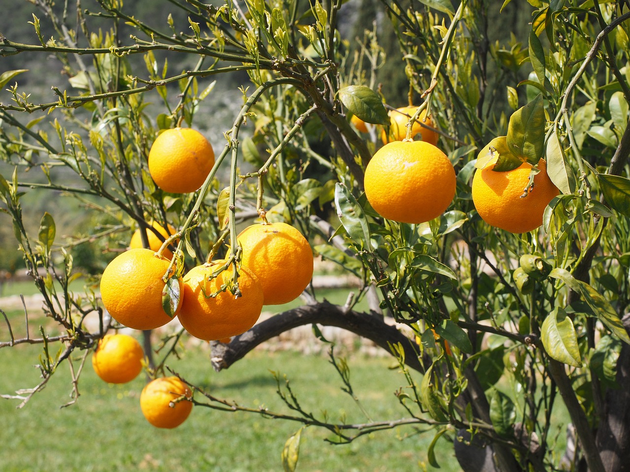 Apelsinai, Vaisiai, Oranžinis Medis, Citrusiniai Vaisiai, Medis, Lapai, Estetinis, Lapija, Periwinkle, Citrusiniai