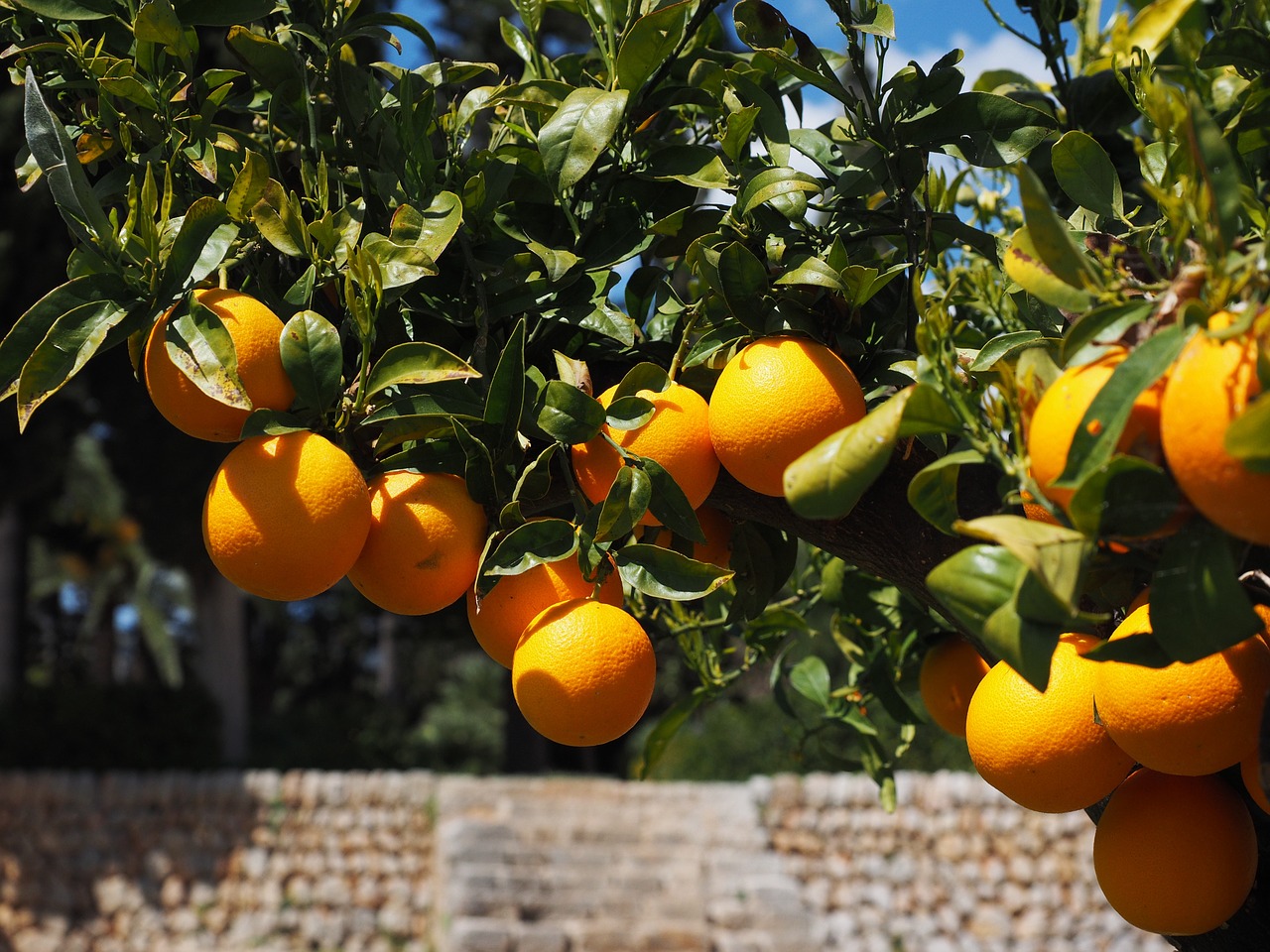 Apelsinai, Vaisiai, Oranžinis Medis, Citrusiniai Vaisiai, Medis, Lapai, Estetinis, Lapija, Periwinkle, Citrusiniai