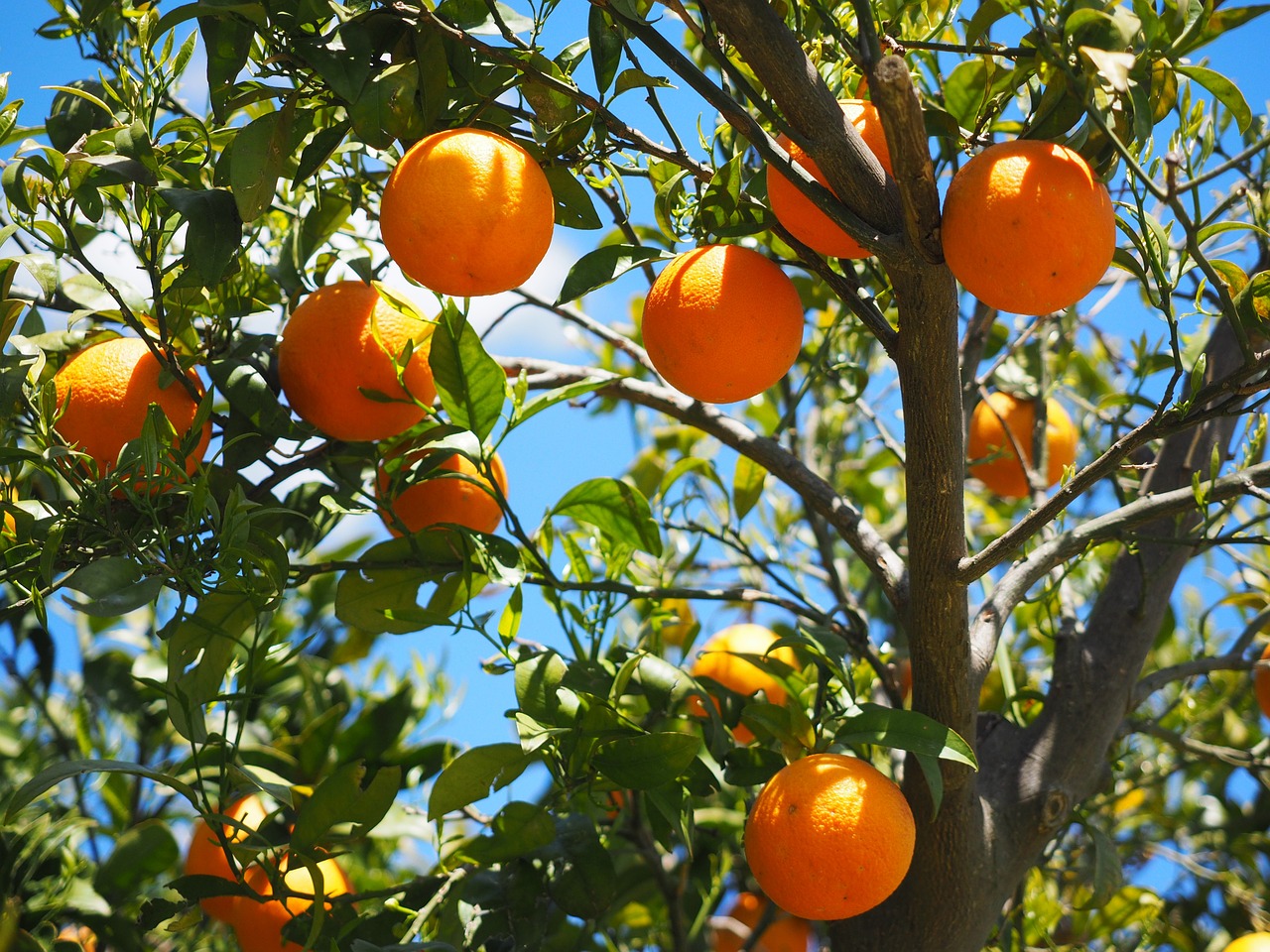 Apelsinai, Vaisiai, Oranžinis Medis, Citrusiniai Vaisiai, Medis, Lapai, Estetinis, Lapija, Periwinkle, Citrusiniai