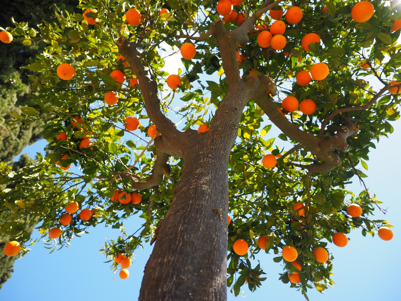 Apelsinai, Žurnalas, Gentis, Apelsinų Medžio Kamieno, Vaisiai, Oranžinis Medis, Oranžinė, Citrusinis Vaisius, Medis, Periwinkle