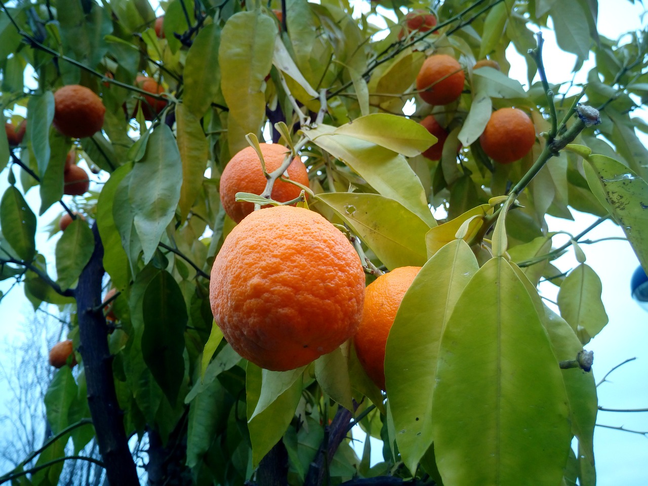 Apelsinai, Medžiai, Vaisių Medžiai, Naranjo, Medis, Gamta, Vaisiai, Maistas, Laukas, Citrusiniai