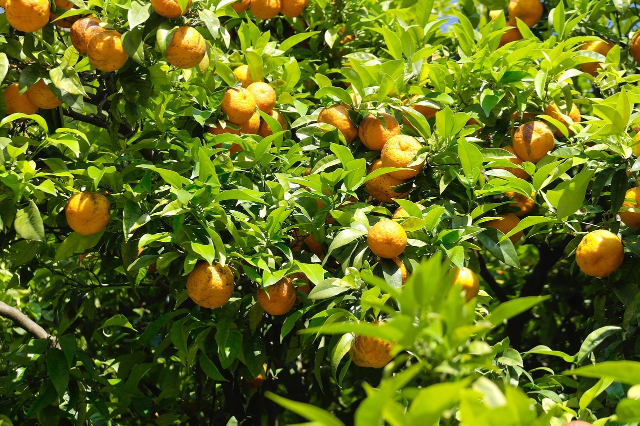 Apelsinai, Barcelona, Ispanija, Oranžinis Medis, Gamta, Vaisiai, Vaisiai, Periwinkle, Vasara, Viduržemio Jūros