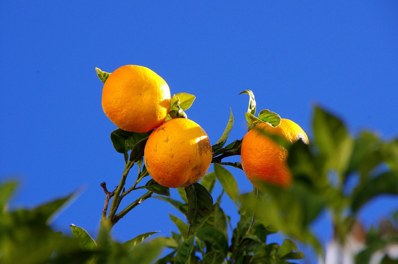 Apelsinai, Medis, Gamta, Oranžinis Medis, Vaisiai, Dangus, Mėlynas, Nemokamos Nuotraukos,  Nemokama Licenzija