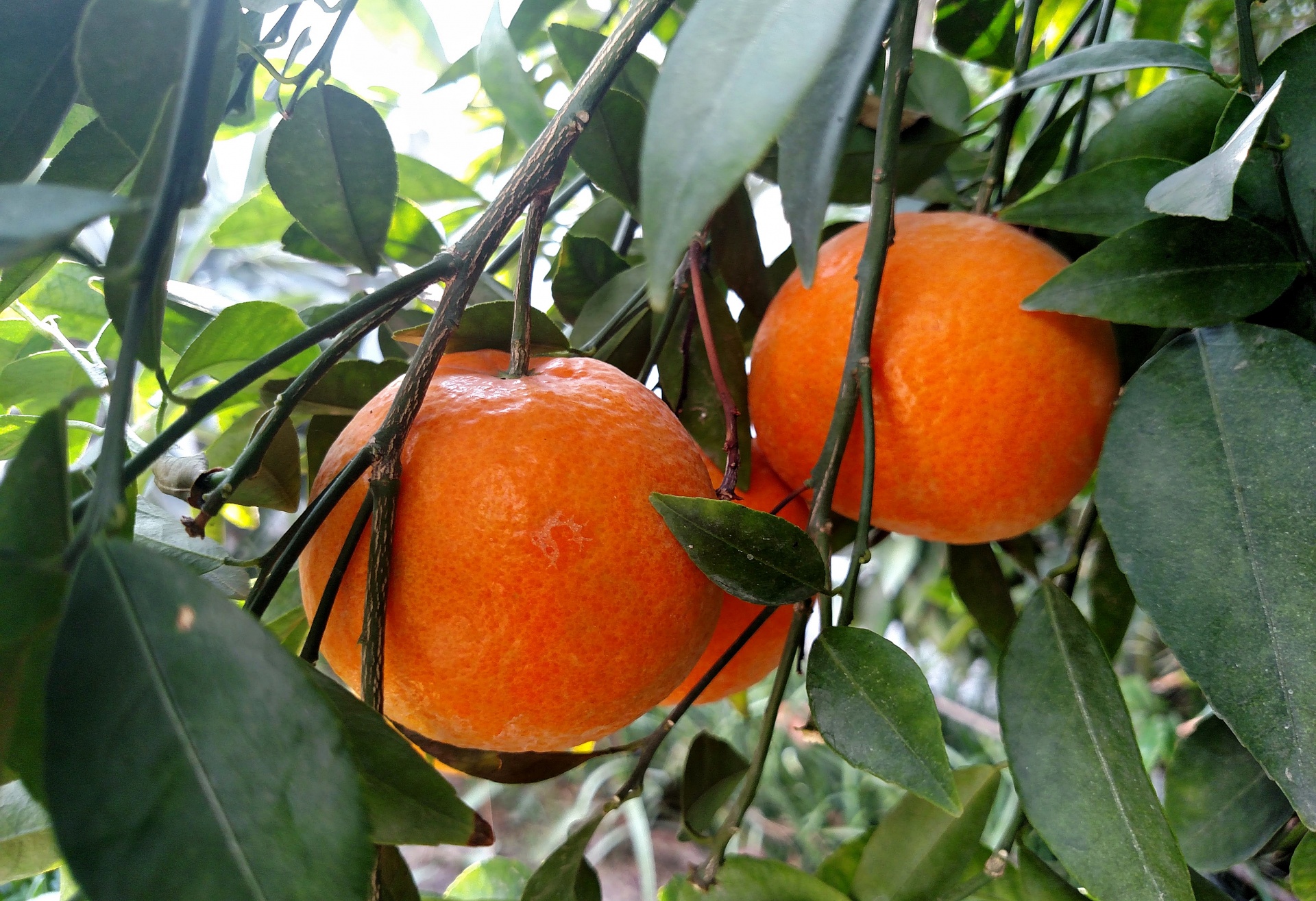 Apelsinai,  Vaisiai,  Citrusinių & Nbsp,  Vaisiai,  Oranžinis & Nbsp,  Medis,  Švieži & Nbsp,  Apelsinai,  Apelsinai, Nemokamos Nuotraukos