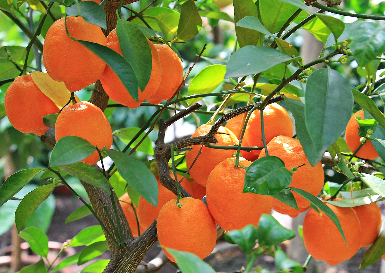Apelsinai, Citrusiniai Vaisiai, Vaisiai, Vaisiai, Oranžinis Medis, Medis, Gamta, Skanus, Maistas, Valgyti