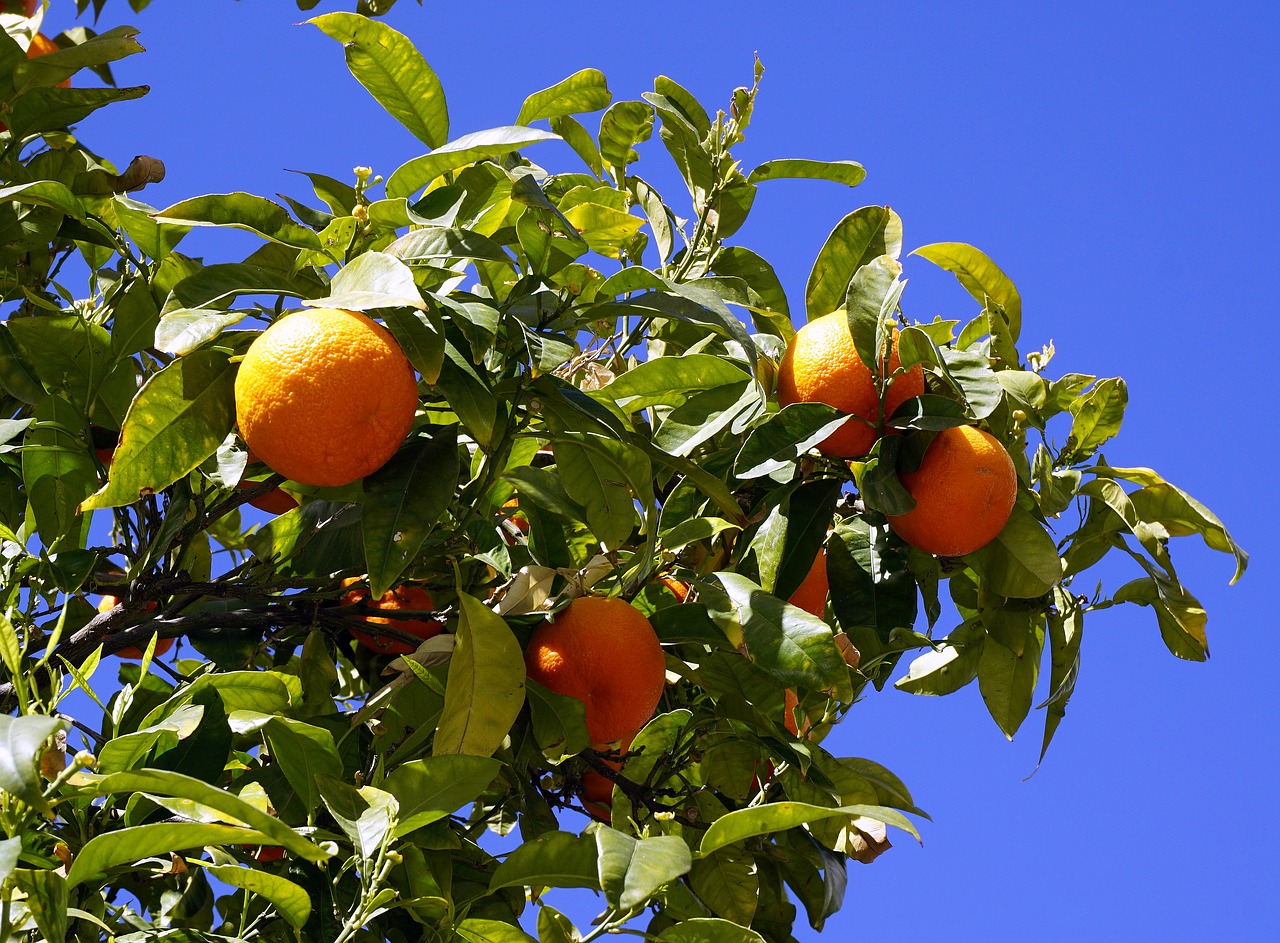 Apelsinai, Vaisiai, Citrusiniai, Naranjo, Gamta, Medis, Vitaminas, Lapai, Į Sveikatą, Maistas