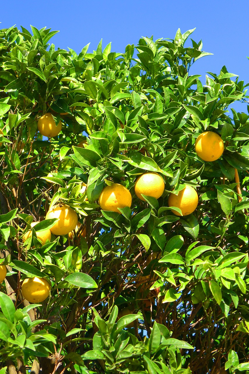 Apelsinai, Medis, Algarve, Nemokamos Nuotraukos,  Nemokama Licenzija