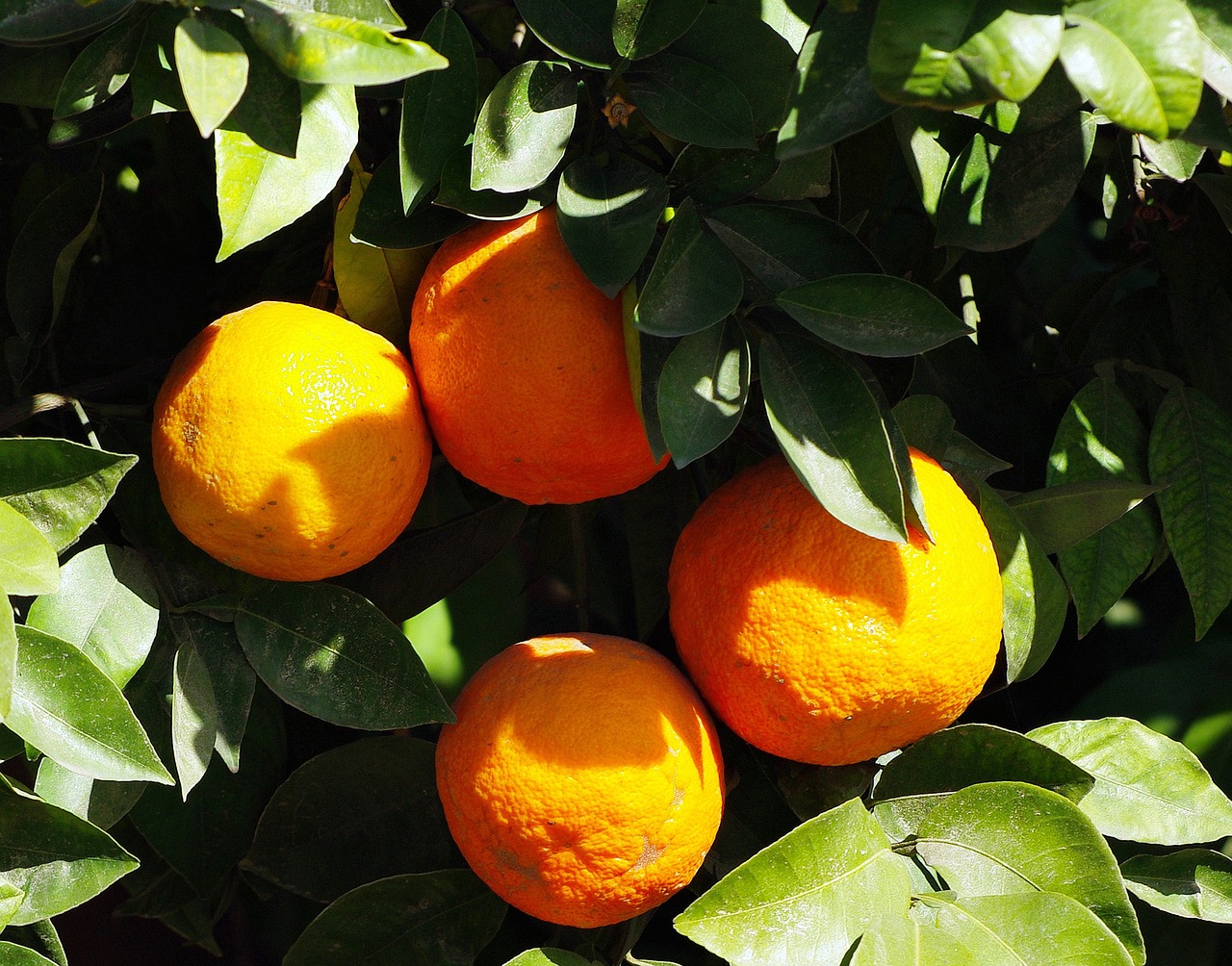 Apelsinai, Marrakechas, Vaisiai, Citrusiniai, Maistas, Vitaminai, Oranžinė, Galia, Nemokamos Nuotraukos,  Nemokama Licenzija
