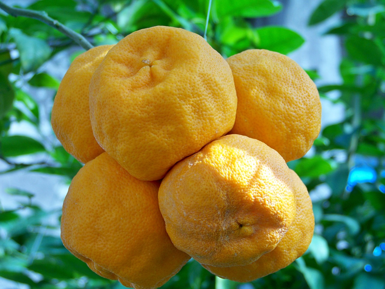 Apelsinai, Vaisiai, Pietų Vaisiai, Tropiniai Vaisiai, Oranžinė, Nemokamos Nuotraukos,  Nemokama Licenzija