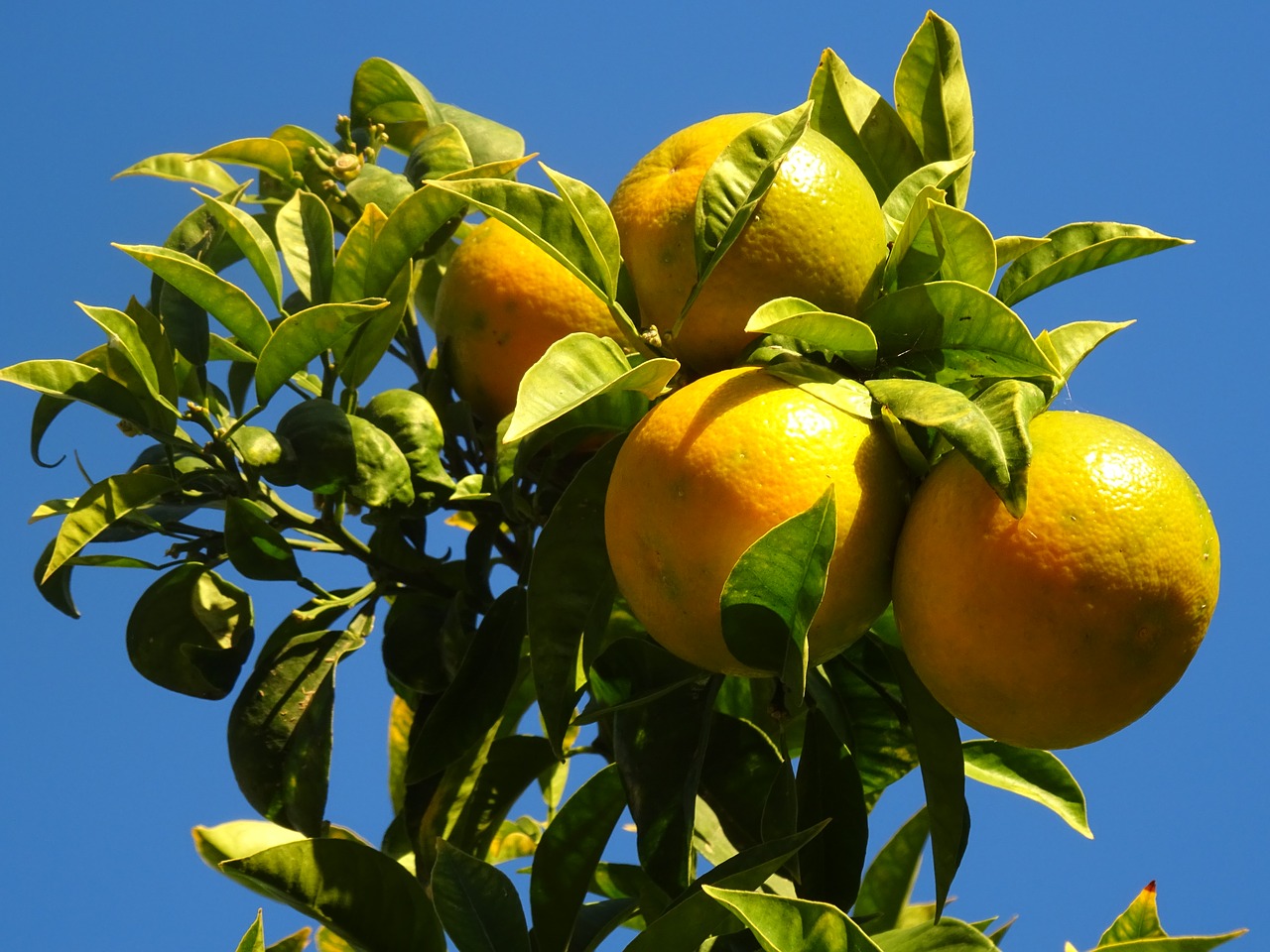 Apelsinai, Naranjo, Medžiai, Sodas, Ruduo, Citrusiniai, Vaisiai, Oranžinė, Nemokamos Nuotraukos,  Nemokama Licenzija