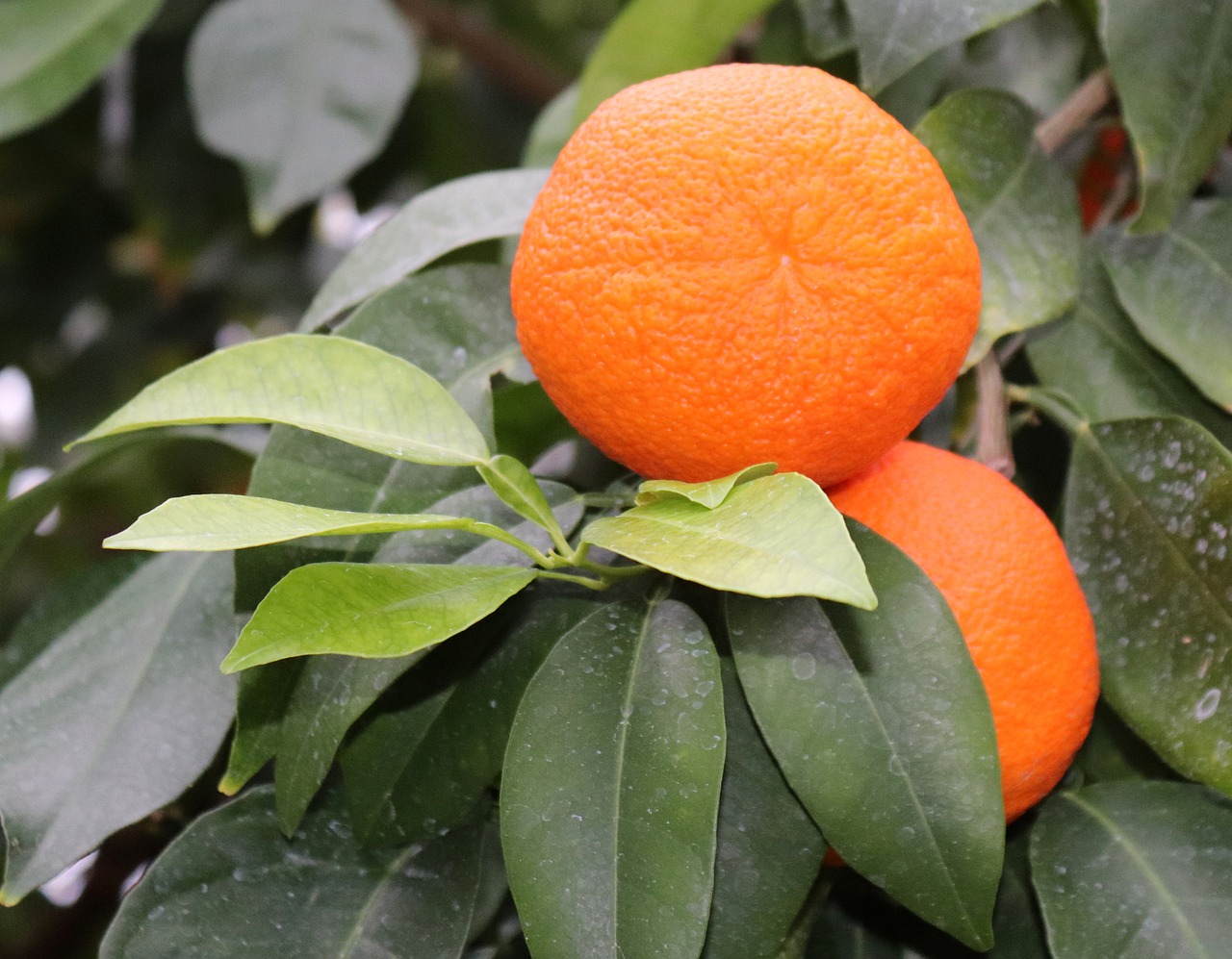 Apelsinai, Vaisiai, Oranžinis Medis, Oranžinė, Vaisiai, Maistas, Atogrąžų, Lapai, Citrusinis Vaisius, Vitaminai