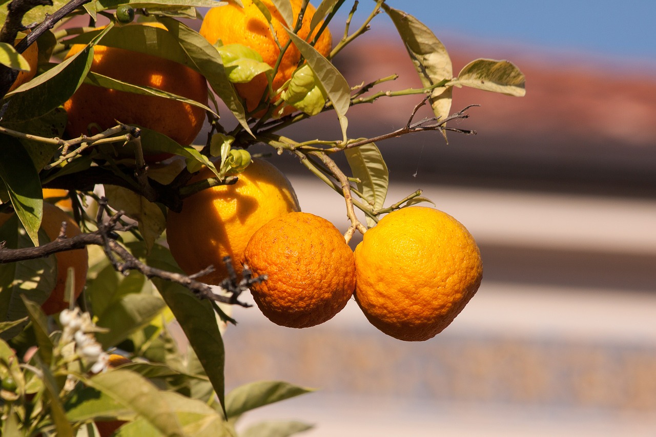Apelsinai, Bahia Oranžinė, Citrusinių Sinensis, Citrusinis Vaisius, Vaisiai, Medis, Oranžinis Medis, Oranžinė, Priklausyti, Vitaminai