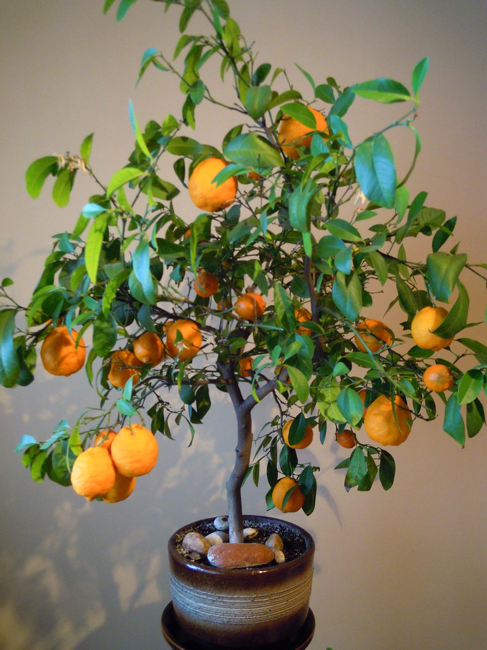 Apelsinai, Medis, Gelės Vazonas, Nemokamos Nuotraukos,  Nemokama Licenzija