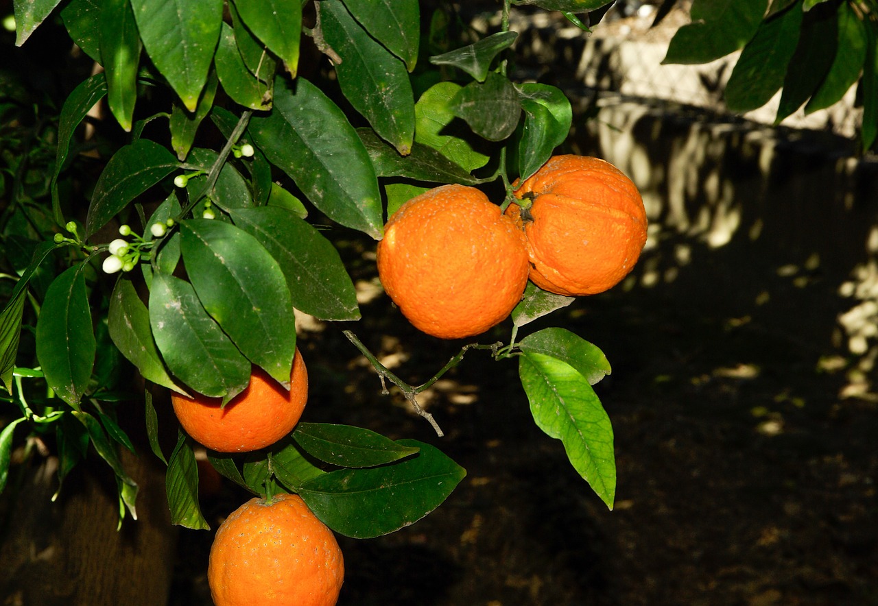 Apelsinai,  Oranžinė,  Vaisiai,  Citrusiniai,  Oranžinės Gėlės, Nemokamos Nuotraukos,  Nemokama Licenzija