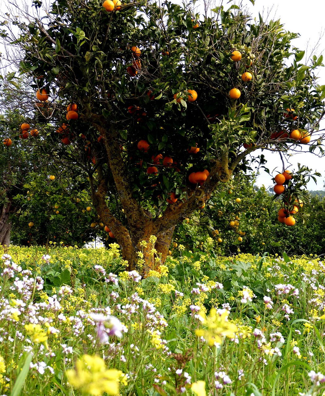 Apelsinai, Oranžinis Medis, Gėlės, Gėlių Pieva, Medis, Vaisiai, Gamta, Citrusinis Vaisius, Žalias, Pavasaris