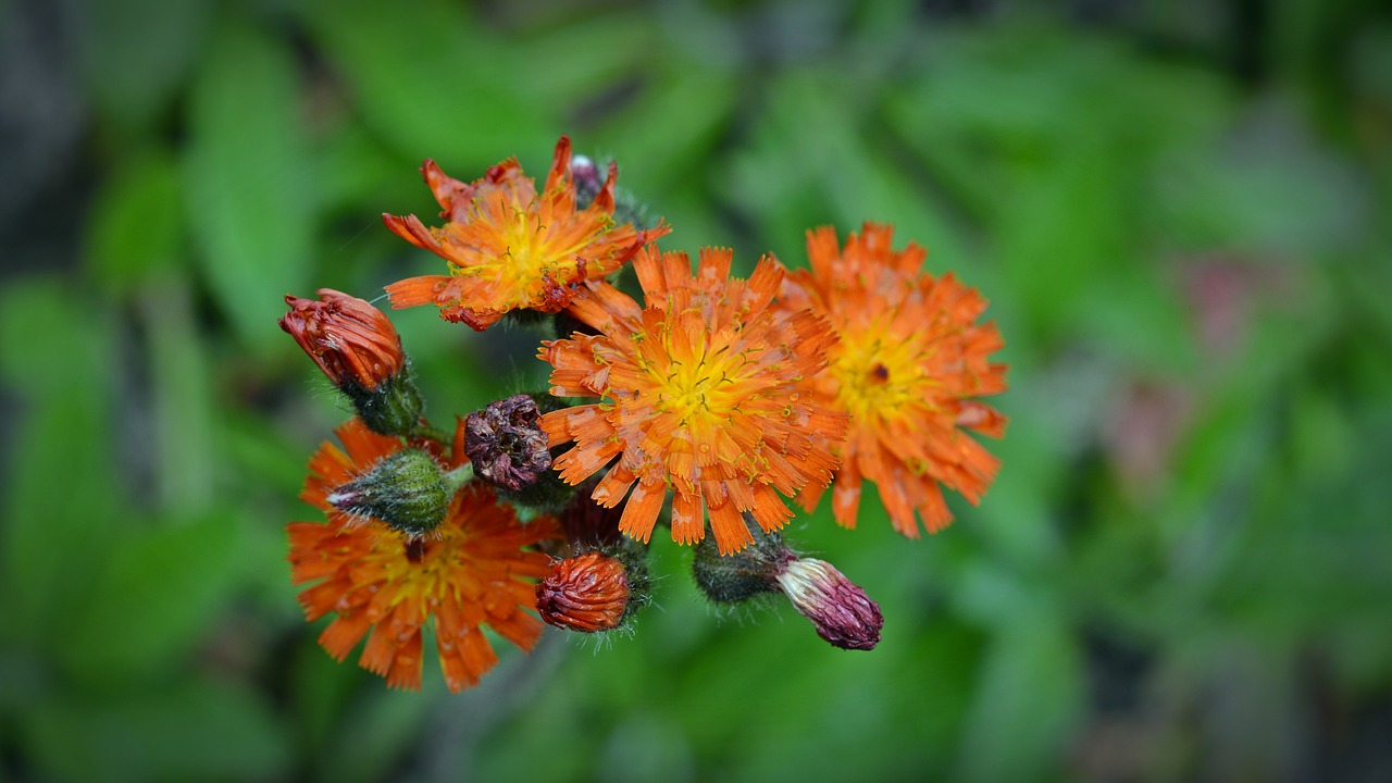 Orangrotas Hawkweed, Hieracium Aurantiacum, Žiedas, Žydėti, Gėlė, Gamta, Augalas, Mažos Gėlės, Nemokamos Nuotraukos,  Nemokama Licenzija