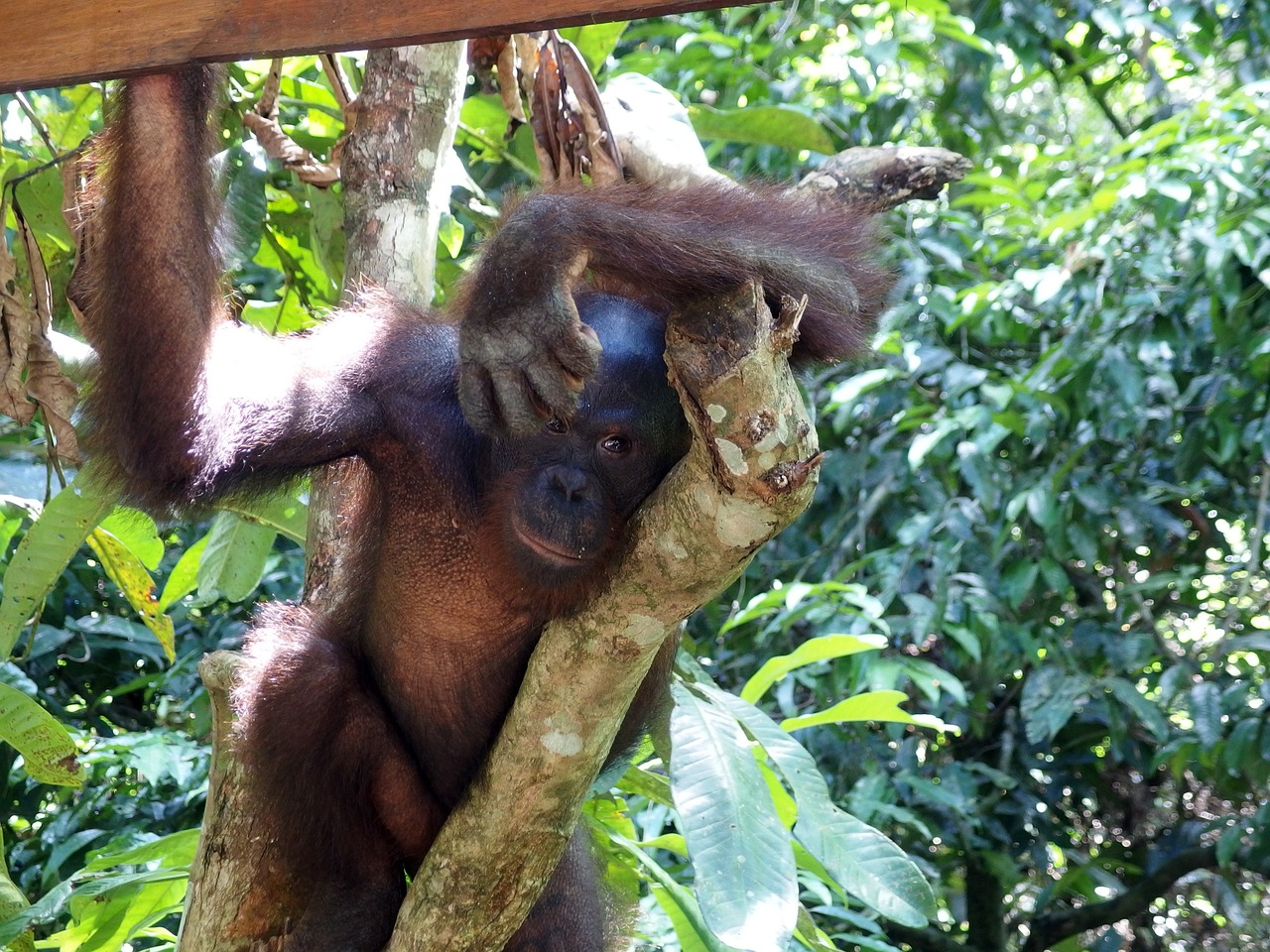 Orangutanas, Beždžionė, Gamta, Medžiai, Džiunglės, Gyvūnas, Plaukai, Laukiniai, Atrodo, Miškas