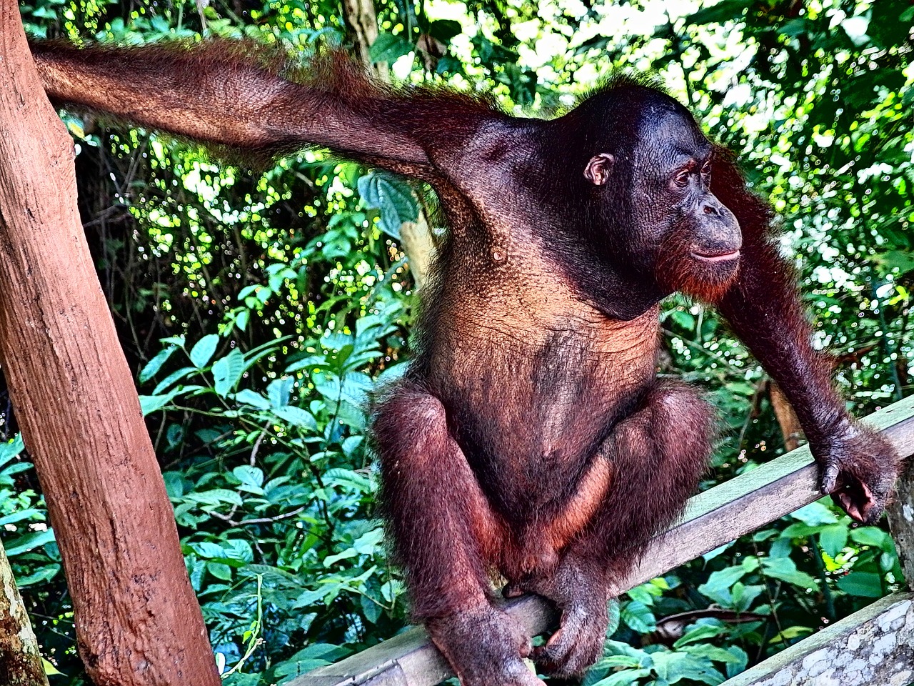 Orangutanas, Beždžionė, Džiunglės, Medžiai, Gyvūnas, Veidas, Plaukai, Laukiniai, Atrodo, Miškas