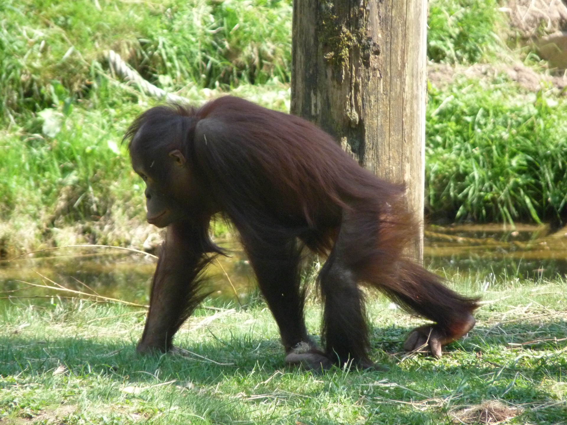 Orangutanas,  Ape,  Beždžionė,  Primatas,  Zoologijos Sodas,  Jaunas,  Vaikščioti,  Kūdikis,  Orangutanas, Nemokamos Nuotraukos