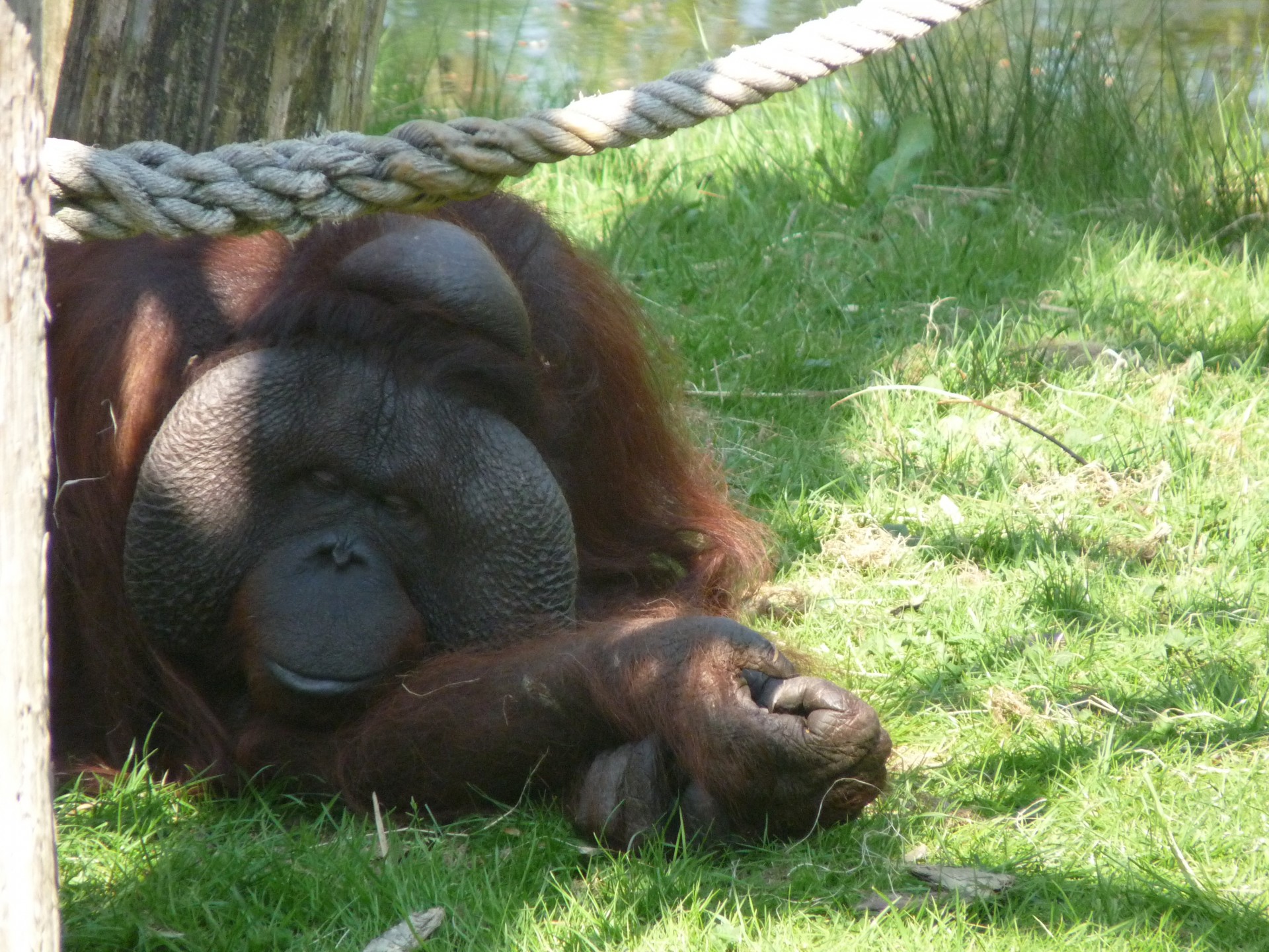 Orangutanas,  Ape,  Beždžionė,  Primatas,  Zoologijos Sodas,  Senas,  Poilsio,  Vyresni,  Miegoti,  Orangutanas