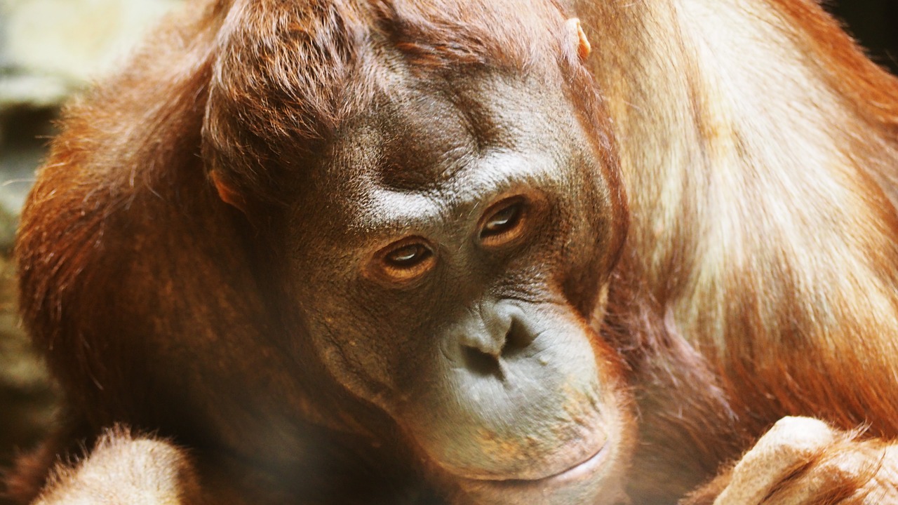 Orangutanas, Beždžionė, Ape, Primatas, Laukinė Gamta, Laukiniai, Gyvūnas, Gamta, Miškas, Džiunglės