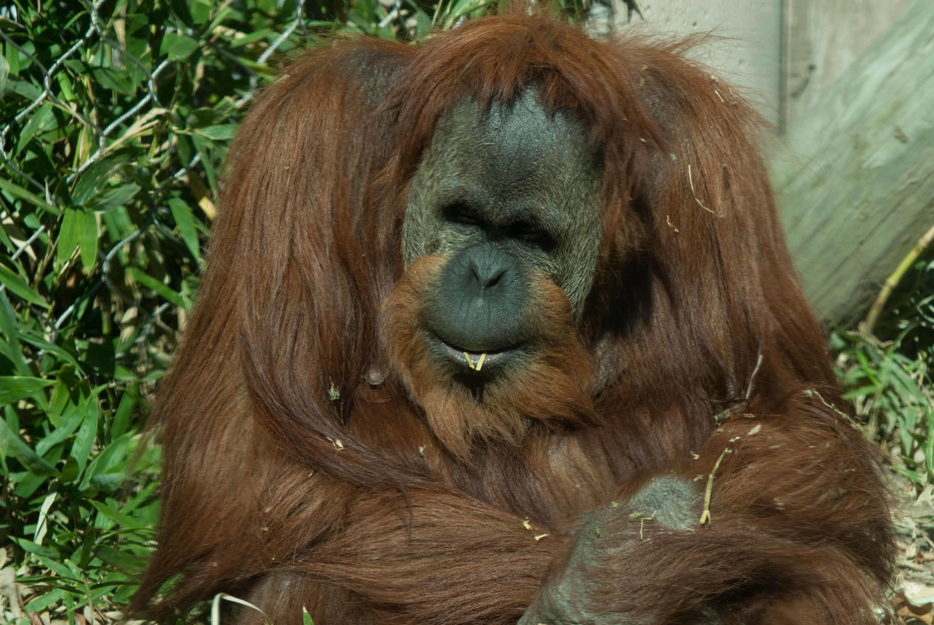 Primatas,  Orangutanas,  Veidas,  Sėdi,  Zoologijos Sodas,  Orangutanas, Nemokamos Nuotraukos,  Nemokama Licenzija