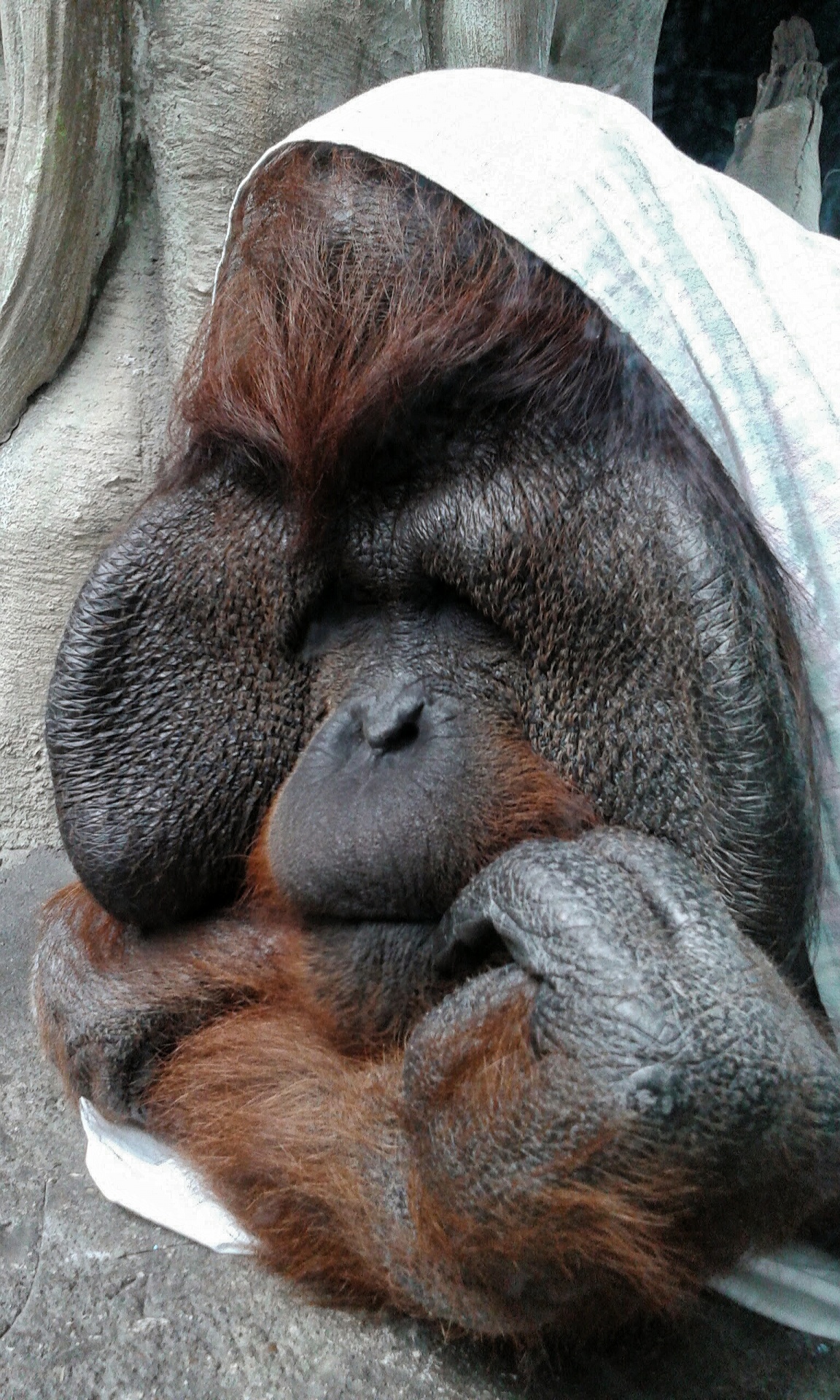 Orangutanas,  Cuddling,  Gyvūnas,  Beždžionė,  Orangutanas, Nemokamos Nuotraukos,  Nemokama Licenzija