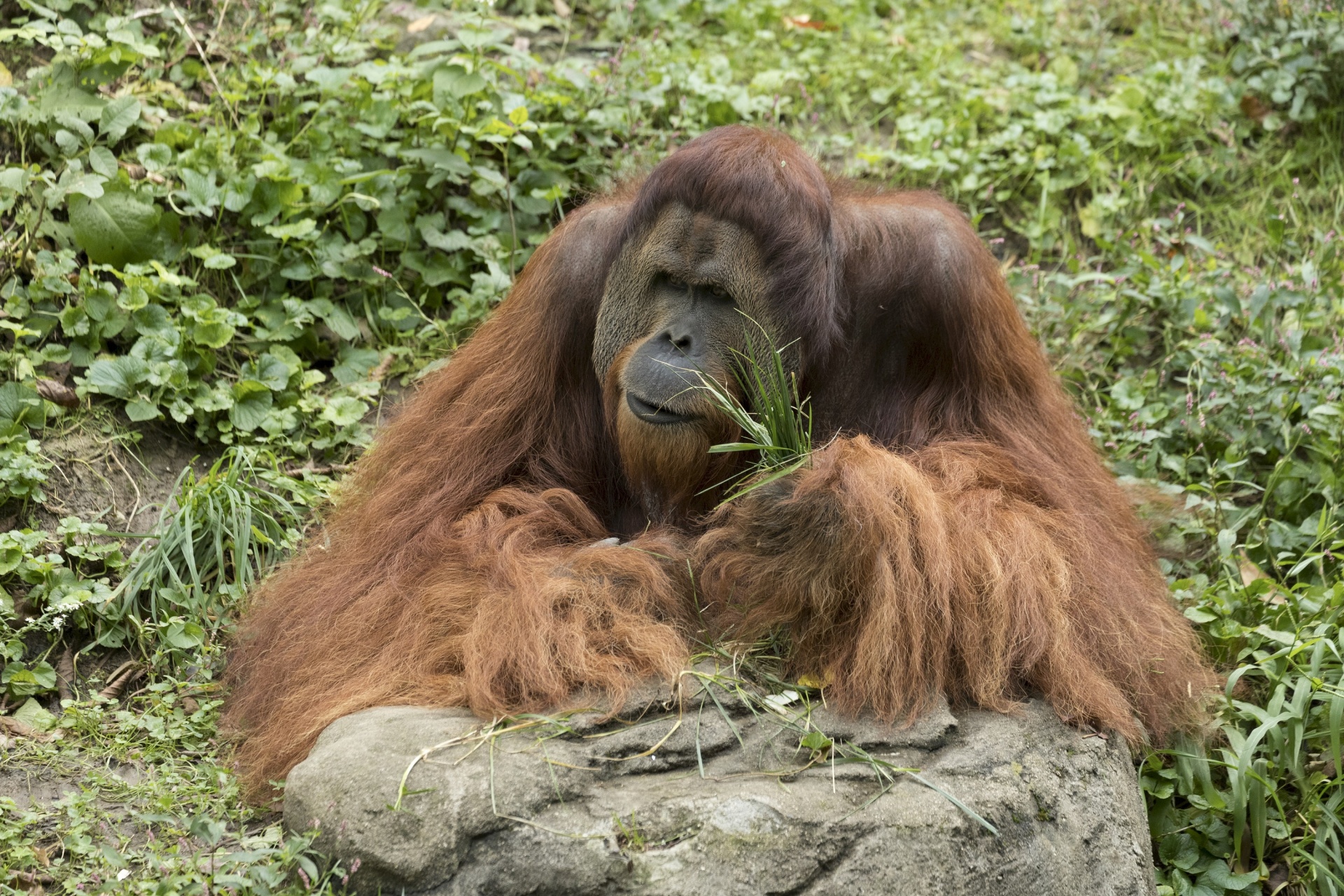 Orangutanas,  Primatas,  Ape,  Portretas,  Uždaryti & Nbsp,  Laukinė Gamta,  Gamta,  Gaubtas,  Zoologijos Sodas,  Viešasis & Nbsp