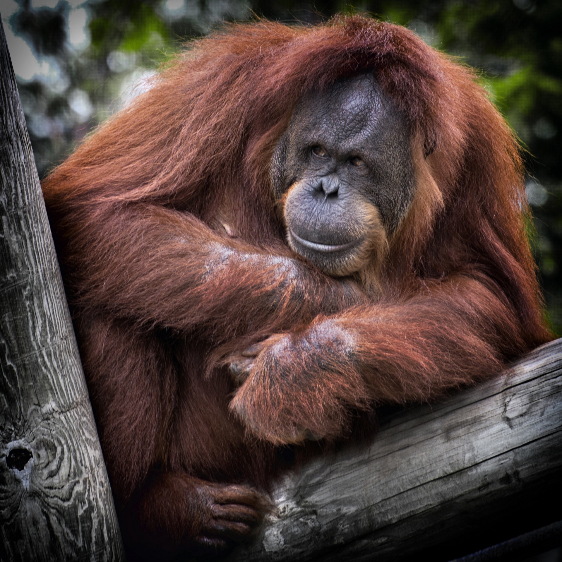 Orangutanas,  Primatas,  Žinduolis,  Medis,  Žiūri,  Poilsio,  Orangutangas,  Puikus & Nbsp,  Ape,  Viešasis & Nbsp