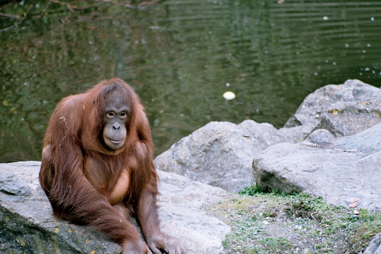 Orangutanas, Zoologijos Sodas, Akmenys, Žinduolis, Mąstymas, Gamta, Gyvūnas, Žiūrėti, Akys, Nemokamos Nuotraukos