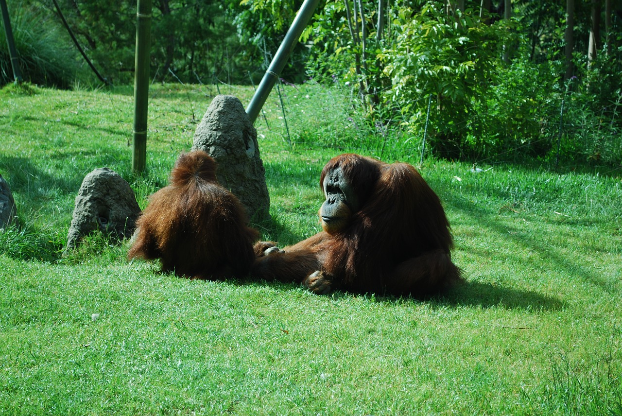 Orangutanas, Zoologijos Sodas, Ape, Džiunglės, Gyvūnas, Laukinė Gamta, Gamta, Beždžionė, Nemokamos Nuotraukos,  Nemokama Licenzija