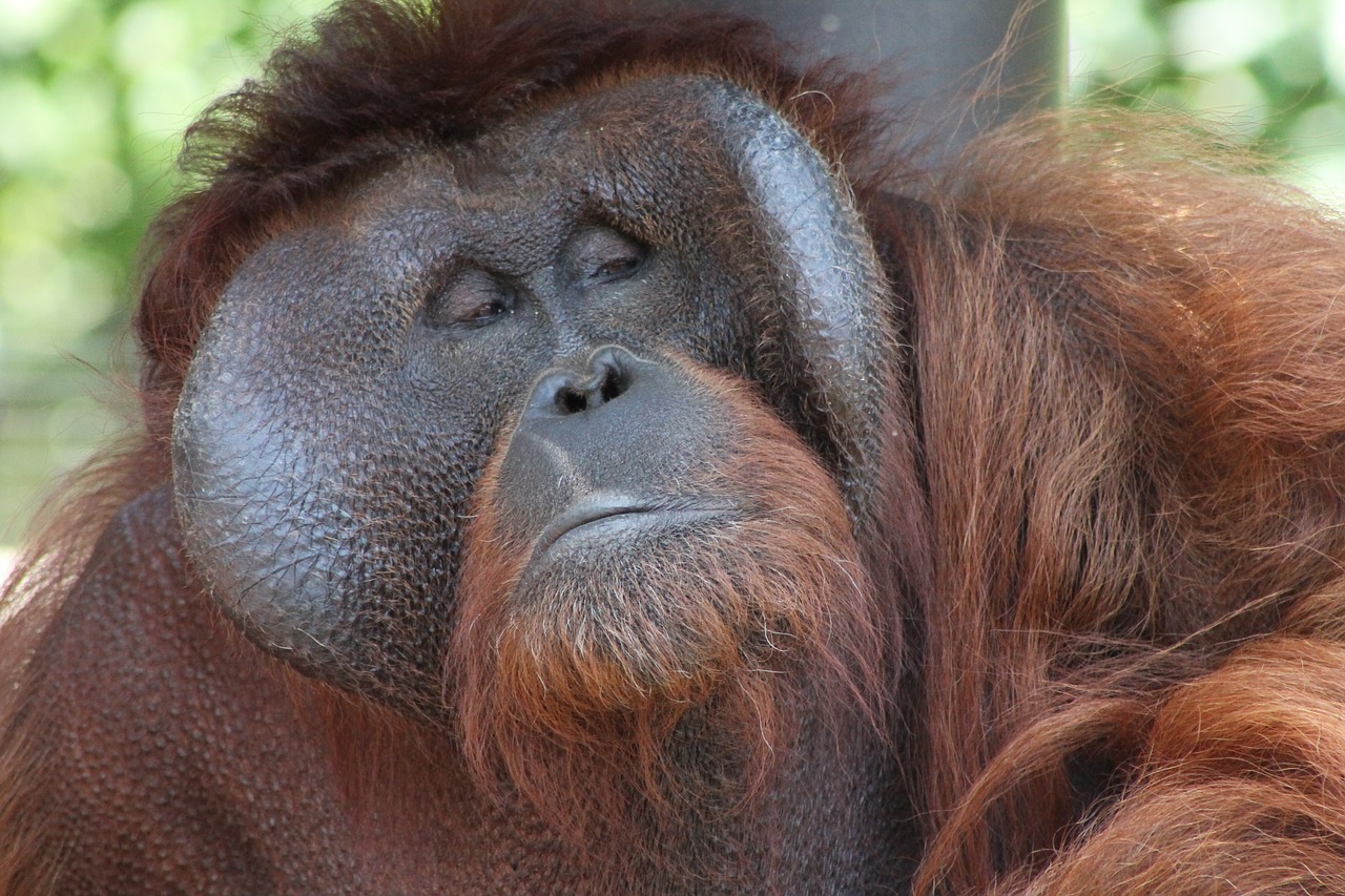 Orangutanas, Akys, Veidas, Nemokamos Nuotraukos,  Nemokama Licenzija