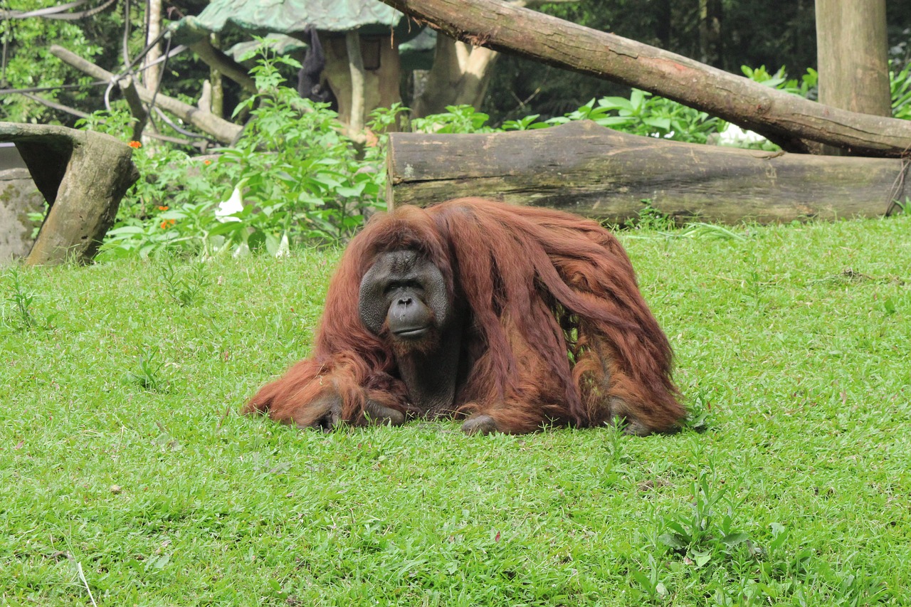 Orangutanas, Beždžionė, Gyvūnas, Safari, Zoologijos Sodas, Laukinė Gamta, Laukiniai, Žinduolis, Ape, Fauna