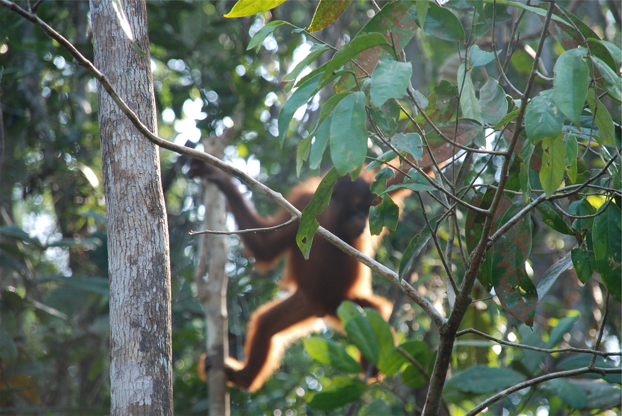 Orangutanas, Gyvūnas, Džiunglės, Medžiai, Nemokamos Nuotraukos,  Nemokama Licenzija