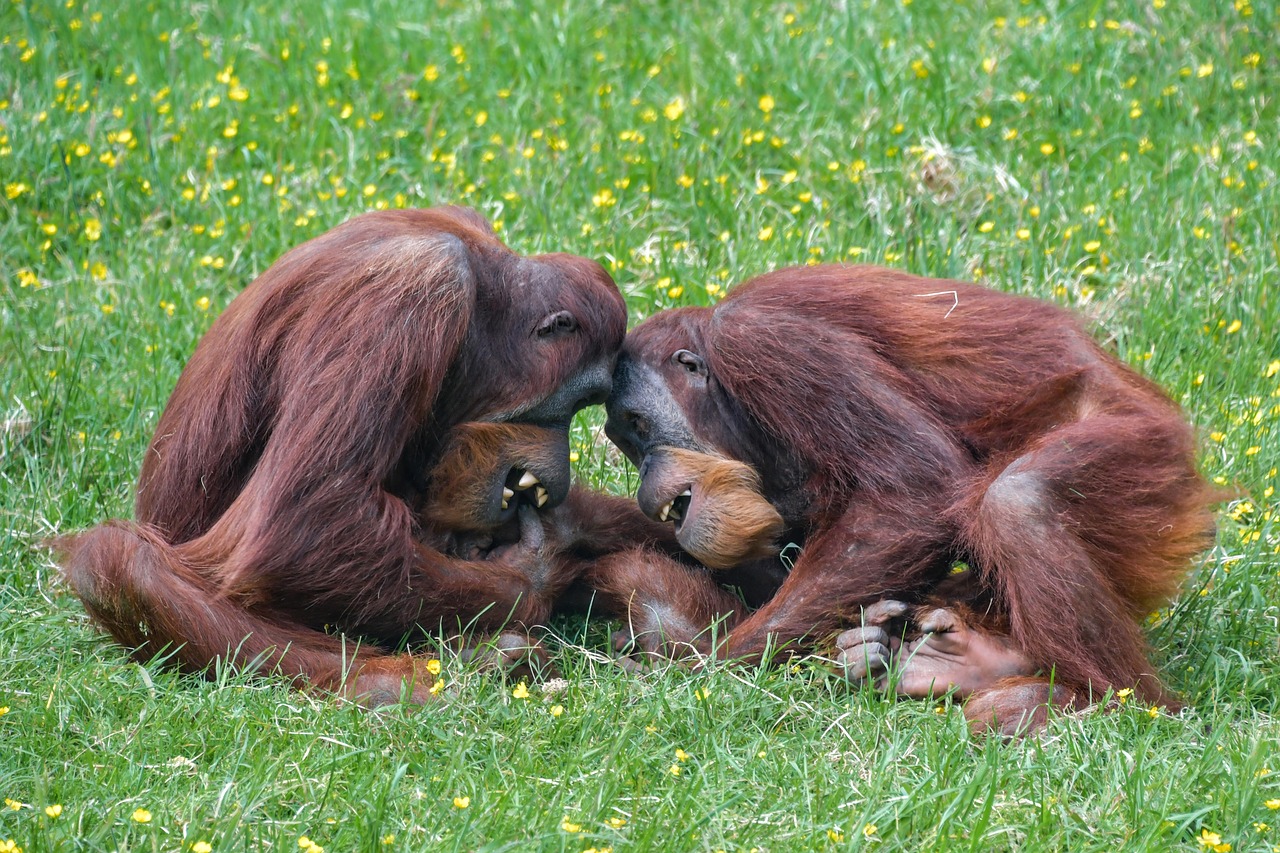 Orangutanai,  Beždžionė,  Roux,  Du,  Žaisti,  Primatų,  Pongo,  Žolė,  Gyvūnas,  Plaukuotas