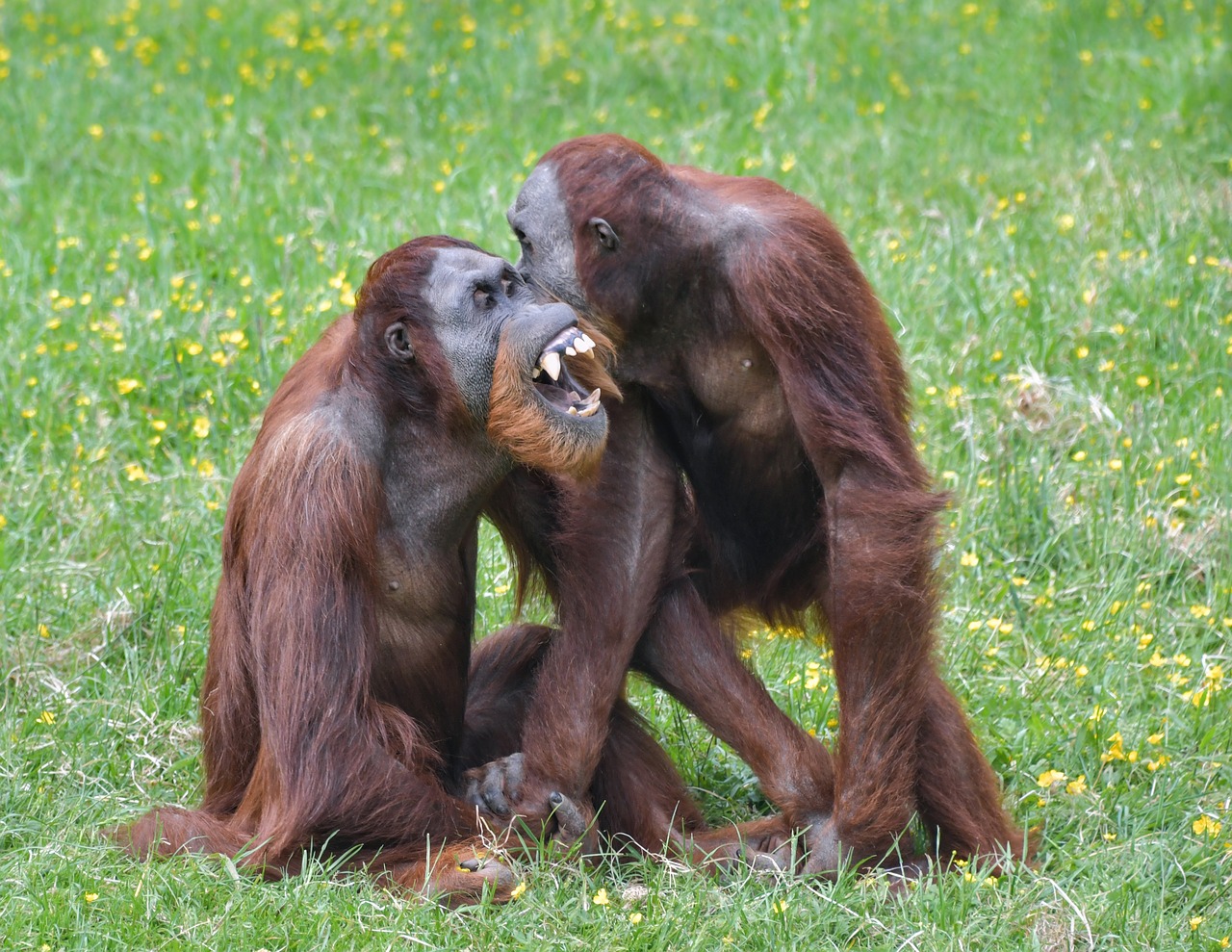 Orangutanai,  Beždžionė,  Roux,  Du,  Žaisti,  Primatų,  Pongo,  Žolė,  Gyvūnas,  Plaukuotas