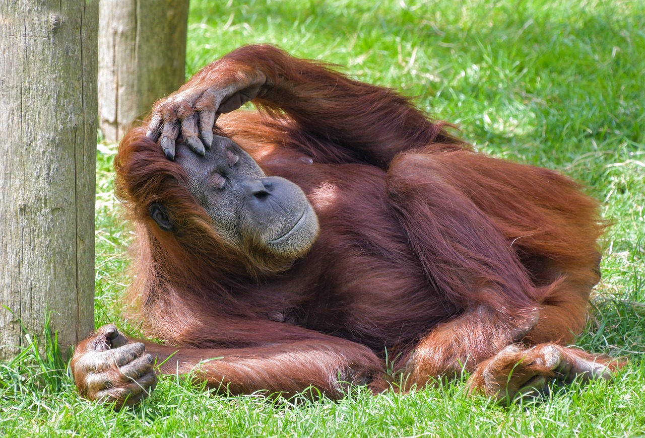 Orangutanai,  Beždžionė,  Roux,  Poilsio,  Miegoti,  Primatų,  Pongo,  Žolė,  Gyvūnas,  Plaukuotas